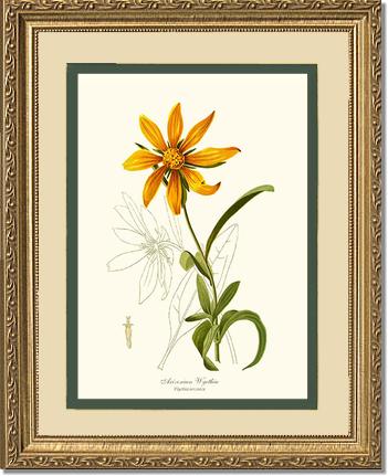 Wyethia, Arizonian | Flower/Floral Art Print