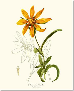Flower Floral Print: Wyethia, Arizonian