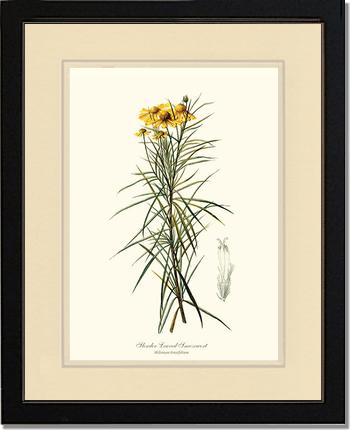 Sneezewort, Slender-Leaved | Flower/Floral Art Print