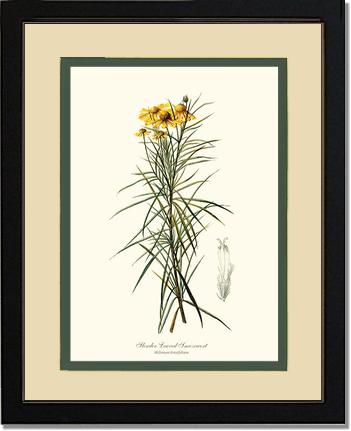 Sneezewort, Slender-Leaved | Flower/Floral Art Print