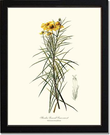 Sneezewort, Slender-Leaved | Flower/Floral Art Print