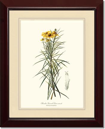 Sneezewort, Slender-Leaved | Flower/Floral Art Print