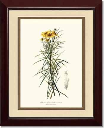 Sneezewort, Slender-Leaved | Flower/Floral Art Print