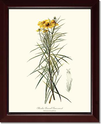 Sneezewort, Slender-Leaved | Flower/Floral Art Print