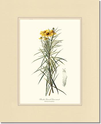Sneezewort, Slender-Leaved | Flower/Floral Art Print