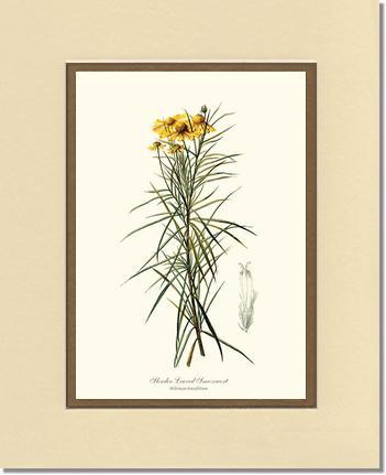 Sneezewort, Slender-Leaved | Flower/Floral Art Print