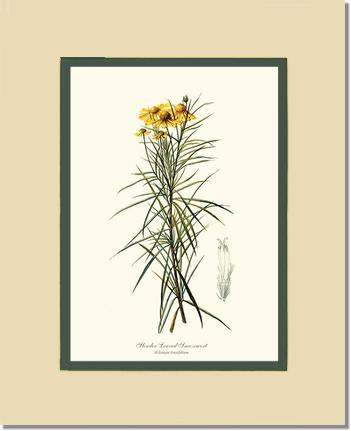 Sneezewort, Slender-Leaved | Flower/Floral Art Print