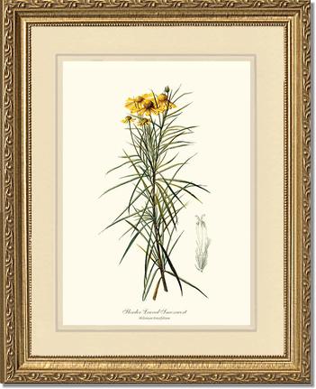 Sneezewort, Slender-Leaved | Flower/Floral Art Print