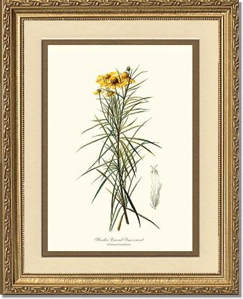 Sneezewort, Slender-Leaved | Flower/Floral Art Print