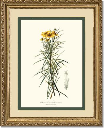 Sneezewort, Slender-Leaved | Flower/Floral Art Print