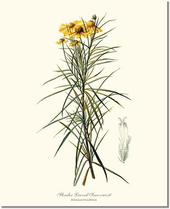 Flower Floral Print: Sneezewort, Slender-Leaved