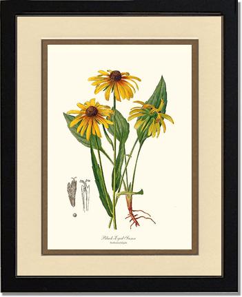 Black-Eyed Susan | Flower/Floral Art Print