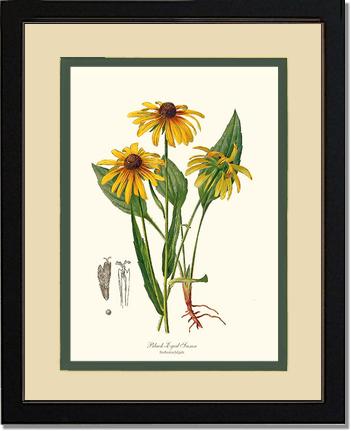 Black-Eyed Susan | Flower/Floral Art Print