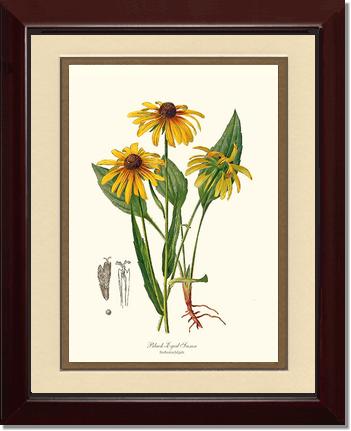 Black-Eyed Susan | Flower/Floral Art Print