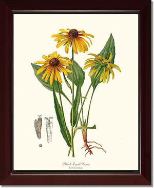 Black-Eyed Susan