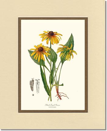 Black-Eyed Susan | Flower/Floral Art Print