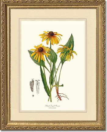 Black-Eyed Susan | Flower/Floral Art Print