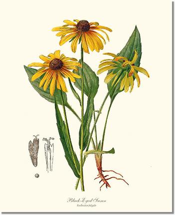 Black-Eyed Susan Rudbeckia