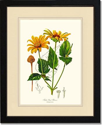 Sun Flower, False | Flower/Floral Art Print