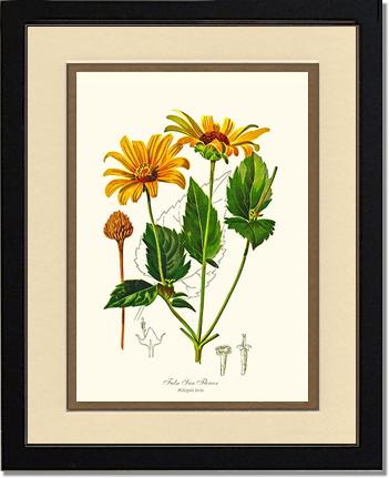 Sun Flower, False | Flower/Floral Art Print