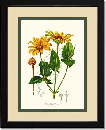 Sun Flower, False | Flower/Floral Art Print