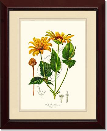 Sun Flower, False | Flower/Floral Art Print
