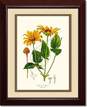 Sun Flower, False | Flower/Floral Art Print