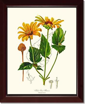 Sun Flower, False | Flower/Floral Art Print