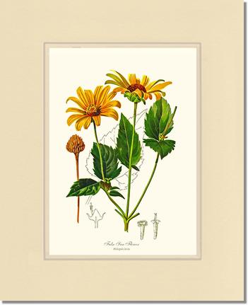 Sun Flower, False | Flower/Floral Art Print