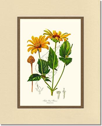 Sun Flower, False | Flower/Floral Art Print
