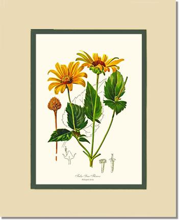 Sun Flower, False | Flower/Floral Art Print