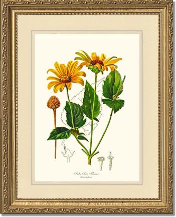 Sun Flower, False | Flower/Floral Art Print