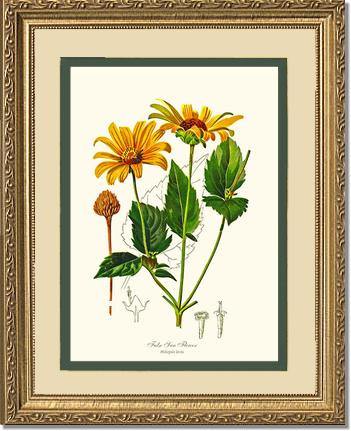 Sun Flower, False | Flower/Floral Art Print