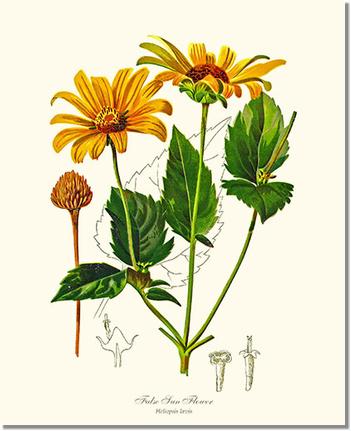 Flower Floral Print: Sun Flower, False