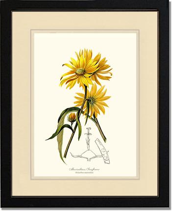 Sunflower, Maximilians | Flower/Floral Art Print