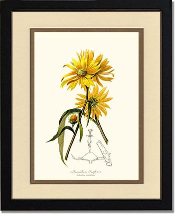 Sunflower, Maximilians | Flower/Floral Art Print