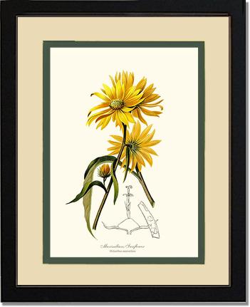 Sunflower, Maximilians | Flower/Floral Art Print