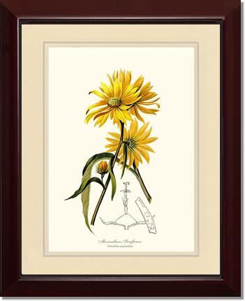Sunflower, Maximilians | Flower/Floral Art Print