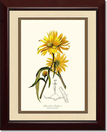Sunflower, Maximilians | Flower/Floral Art Print