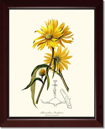 Sunflower, Maximilians | Flower/Floral Art Print