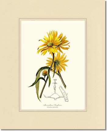 Sunflower, Maximilians | Flower/Floral Art Print