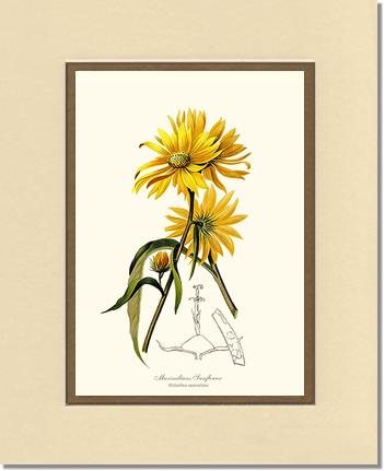 Sunflower, Maximilians | Flower/Floral Art Print