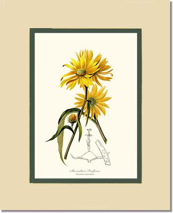 Sunflower, Maximilians | Flower/Floral Art Print