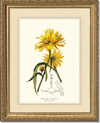 Sunflower, Maximilians | Flower/Floral Art Print