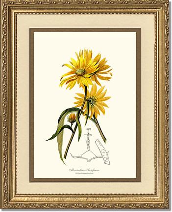 Sunflower, Maximilians | Flower/Floral Art Print