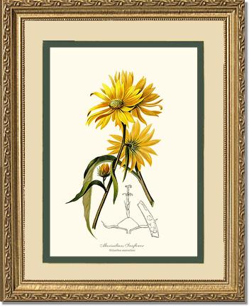 Sunflower, Maximilians | Flower/Floral Art Print
