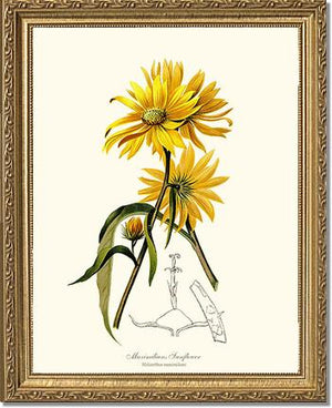 Sunflower, Maximilians