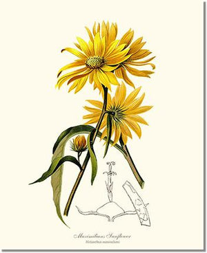 Flower Floral Print: Sunflower, Maximilians