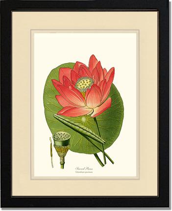 Lotus | Flower/Floral Art Print