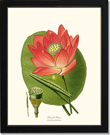 Lotus | Flower/Floral Art Print